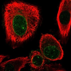 Annexin V Antibody, Novus Biologicals 0.1mL; Unlabeled:Antibodies, Polyclonal